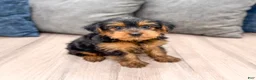 Yorkshire Terrier dogs for sale: Louie - Ad 3