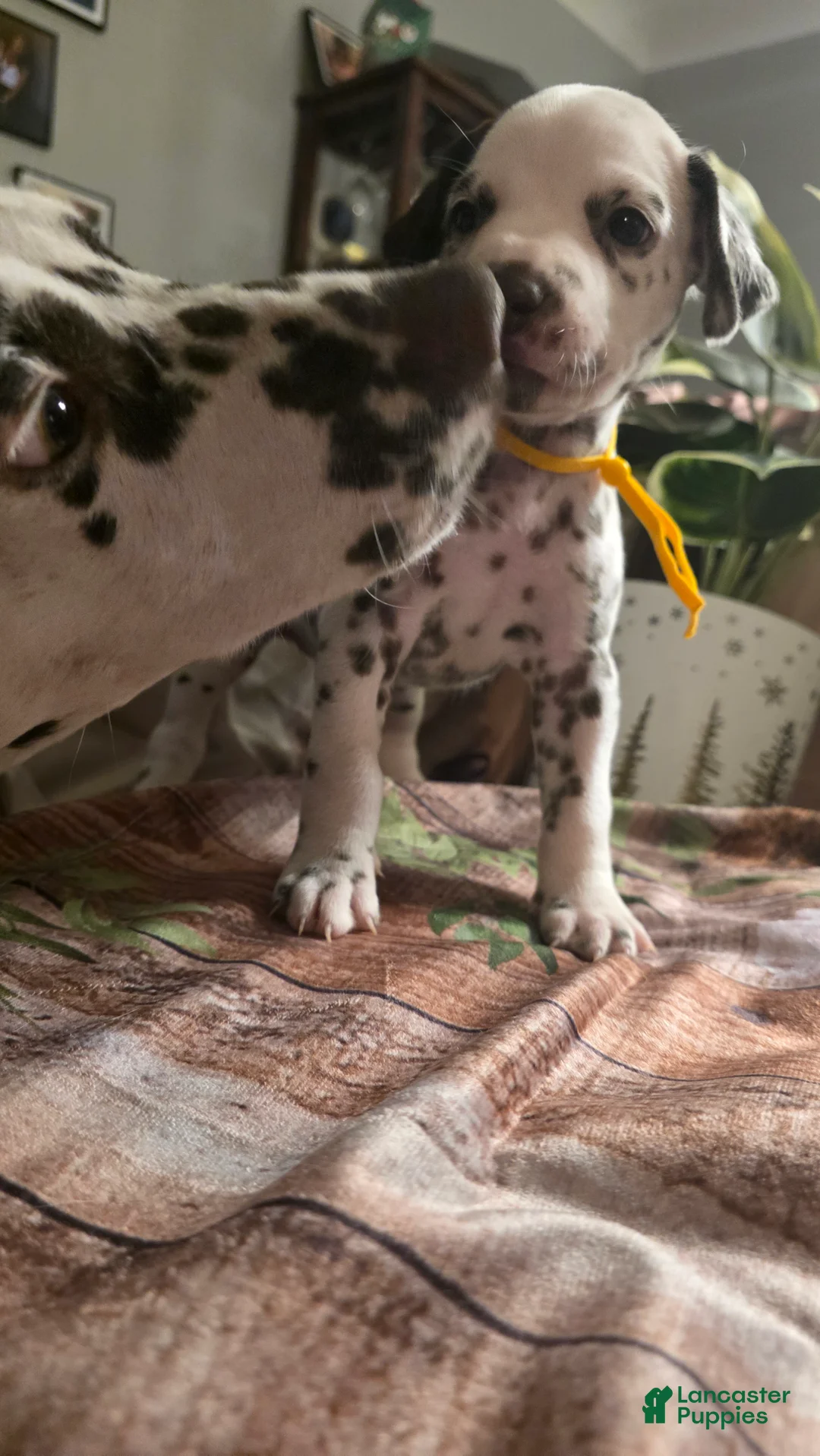 Dalmatian dogs for sale: Mocha - Ad 2
