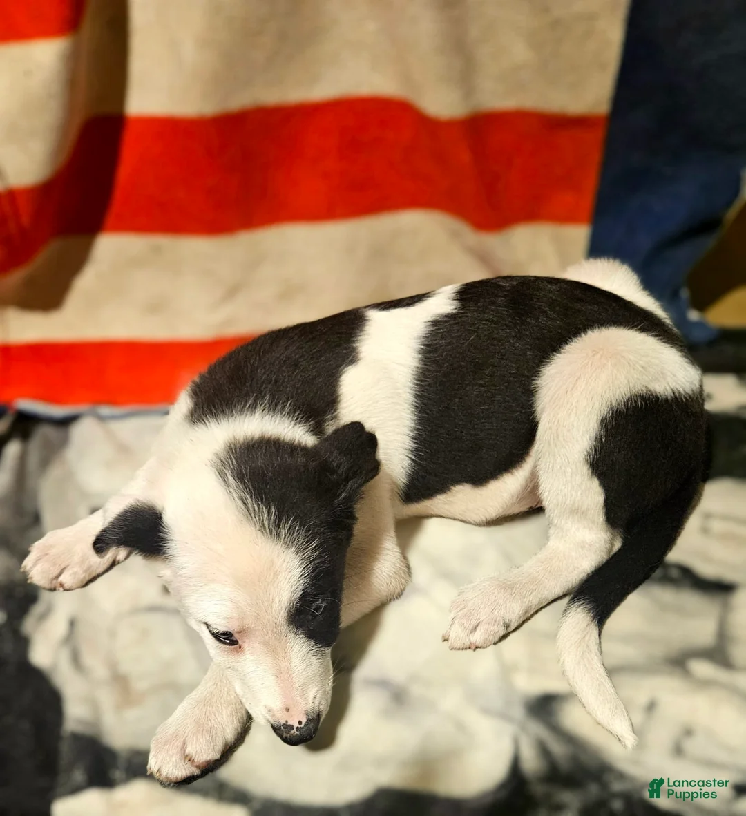 Border Collie dogs for sale: I-dog - Ad 2