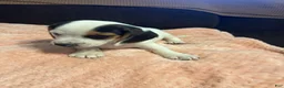 Beagle dogs for sale: Beagle 1 - Ad 2