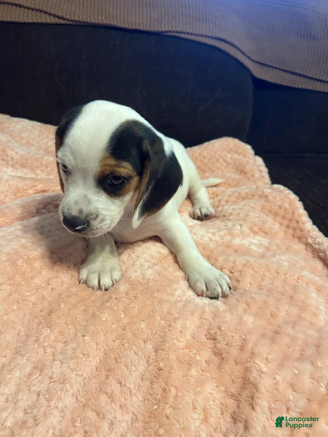 Beagle dogs for sale: Beagle 1 - Ad 2