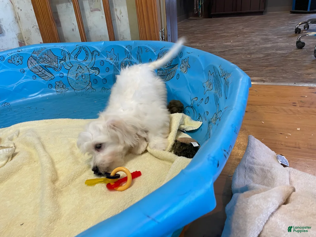 Mixed Breed dogs for sale: Shawn - Ad 9