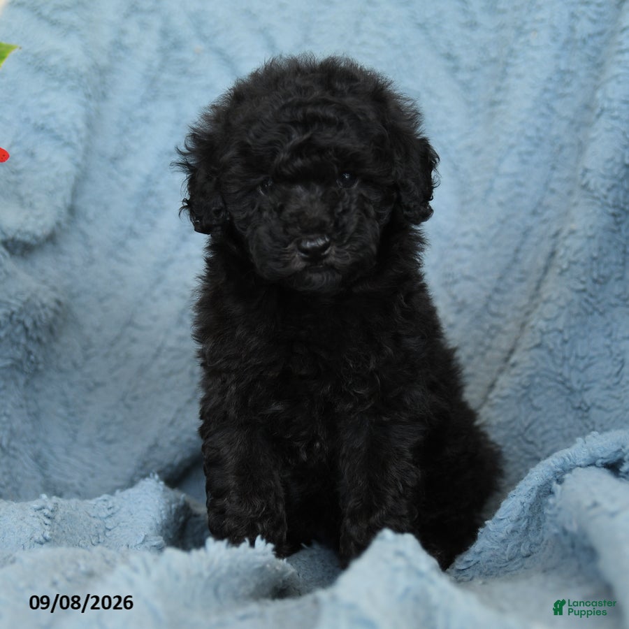Miniature Poodle dogs for sale: Koffee - Ad 2