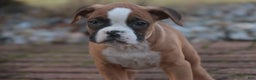 Boxer dogs for sale: Elsie - Ad 6