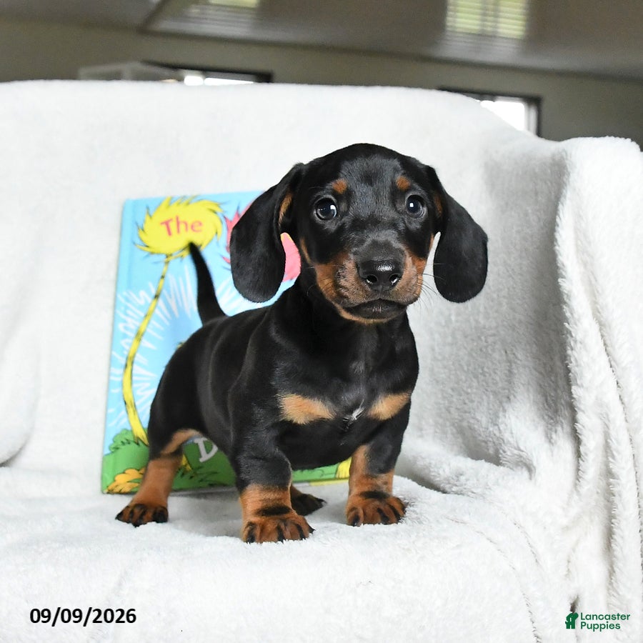 Miniature Dachshund dogs for sale: Onceler - Ad 1