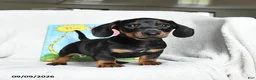 Miniature Dachshund dogs for sale: Onceler - Ad 1