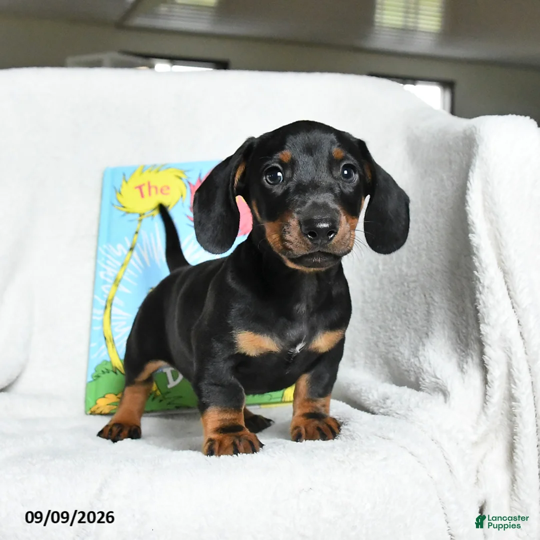 Miniature Dachshund dogs for sale: Onceler - Ad 1