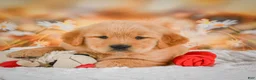 Golden Retriever dogs for sale: Willow - Ad 6