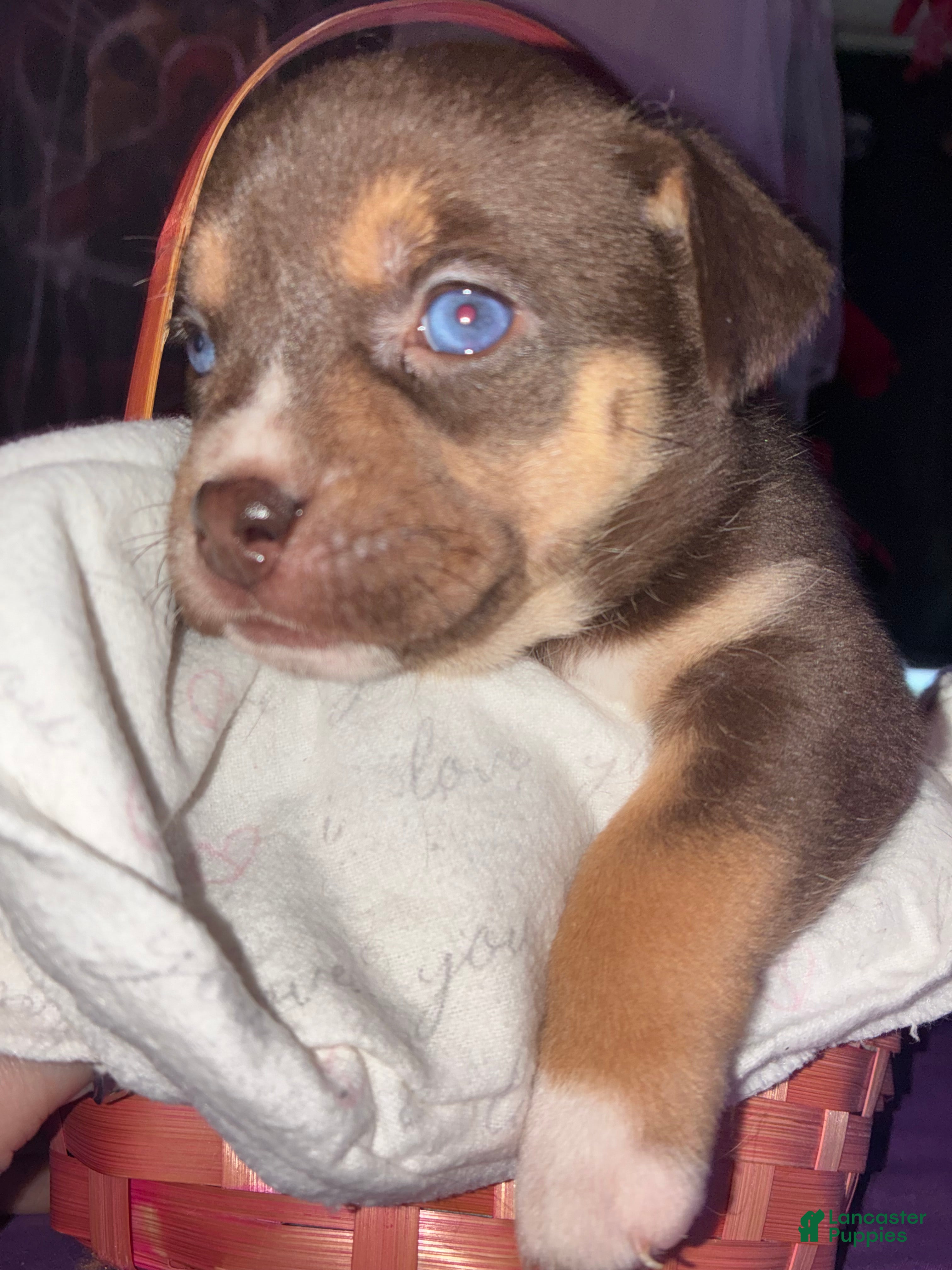 Mixed Breed dogs Luna - Ad 1