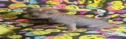 Chinese Crested dogs for sale: Stewart - Ad 17