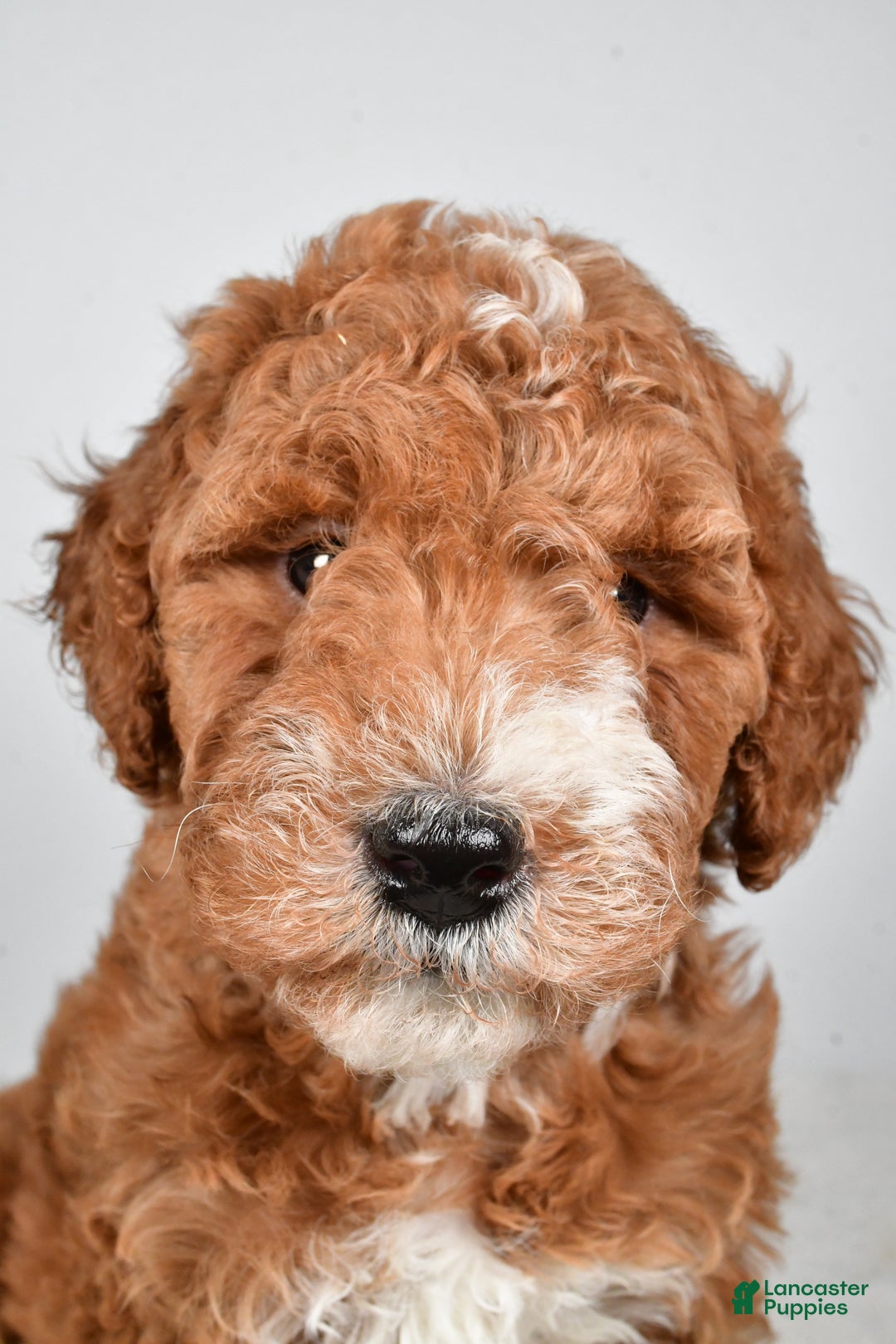 Labradoodle dogs for sale: Nikki - Ad 2