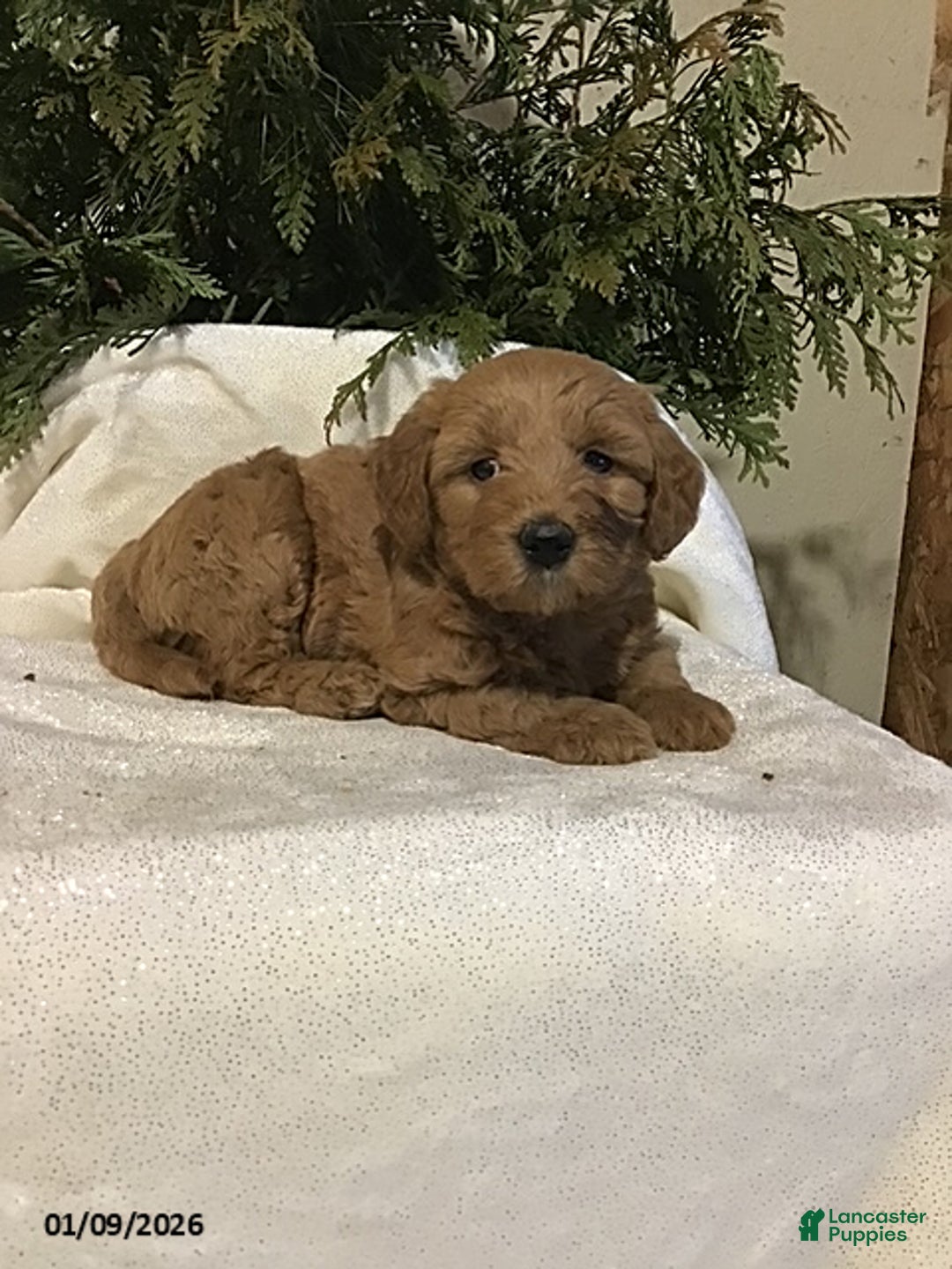 Mini Goldendoodle dogs for sale: Jacob - Ad 2