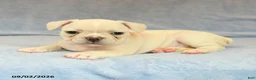 French Bulldog dogs for sale: Vinnie - Ad 3