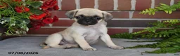 Puggle dogs for sale: Sunflower - Ad 2
