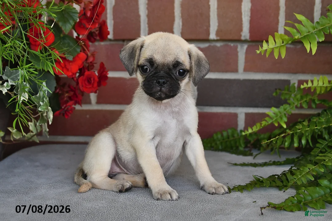 Puggle dogs for sale: Sunflower - Ad 2