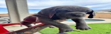 Mixed Breed Puppy 4 (hot pink) 