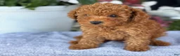 Toy Poodle dogs for sale: Mickey - Ad 13