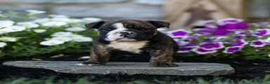 Winston English Bulldog 
