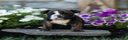 English Bulldog dogs for sale: Winston English Bulldog  - Ad 1