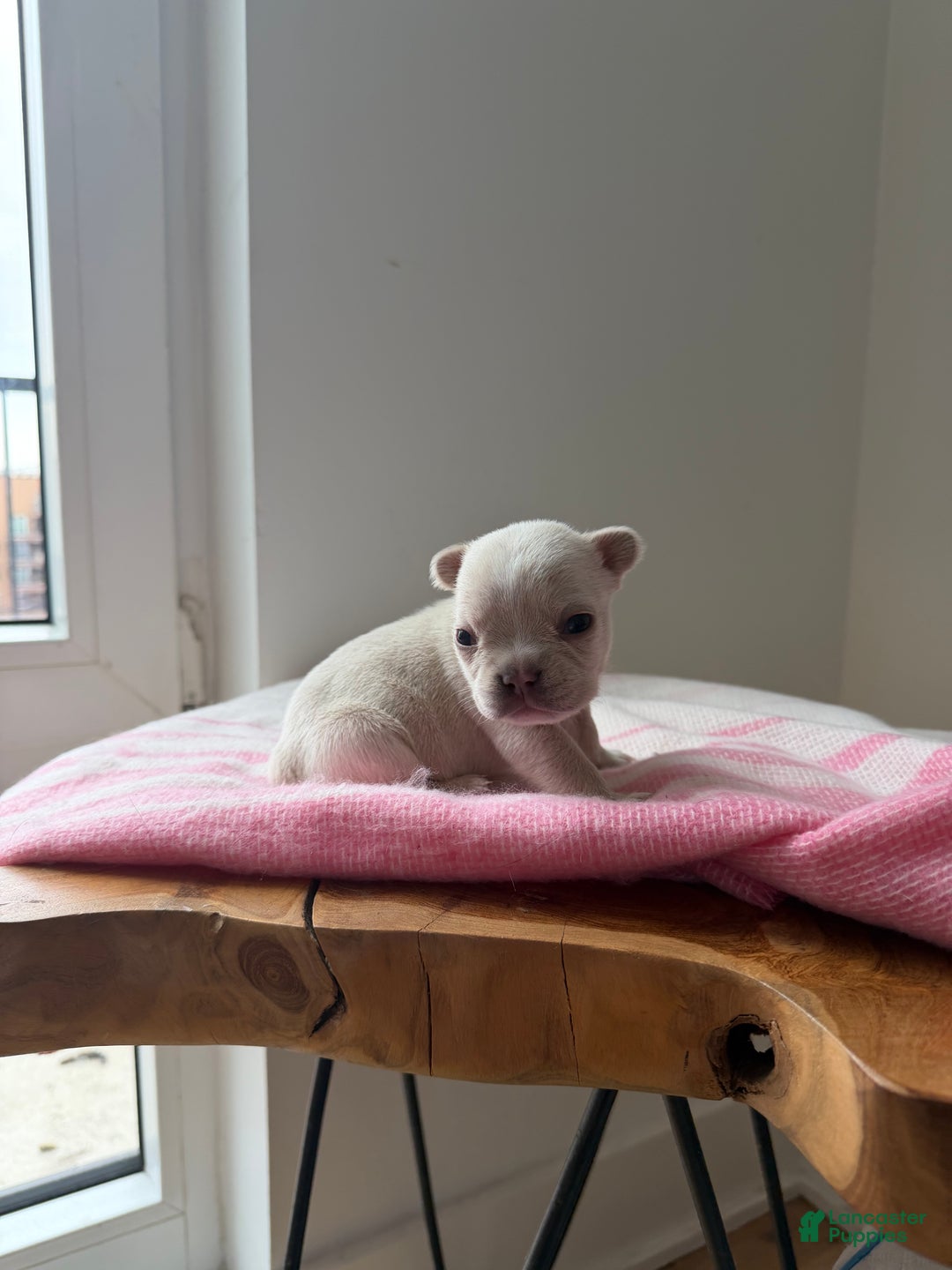 French Bulldog dogs for sale: Ice - Ad 4