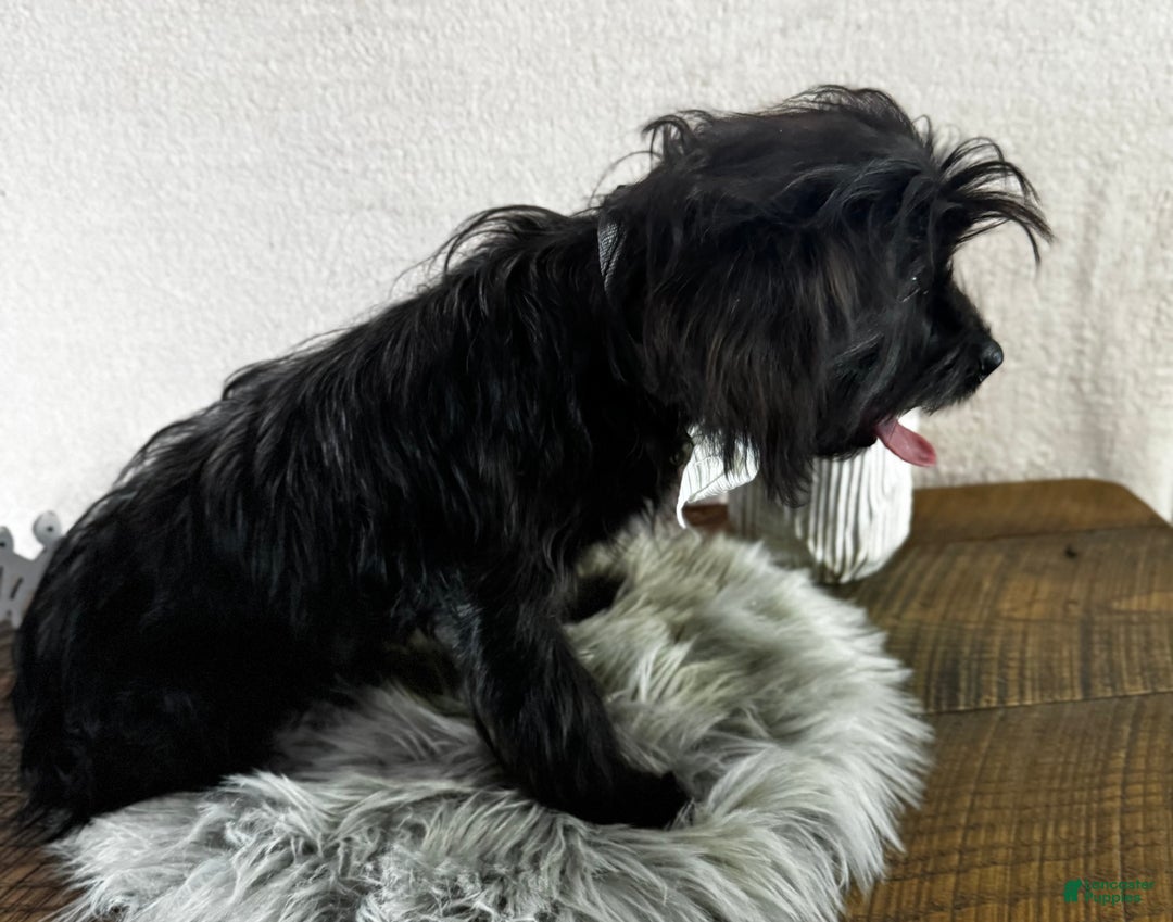 Yorkiepoo dogs for sale: Bennett - Ad 12
