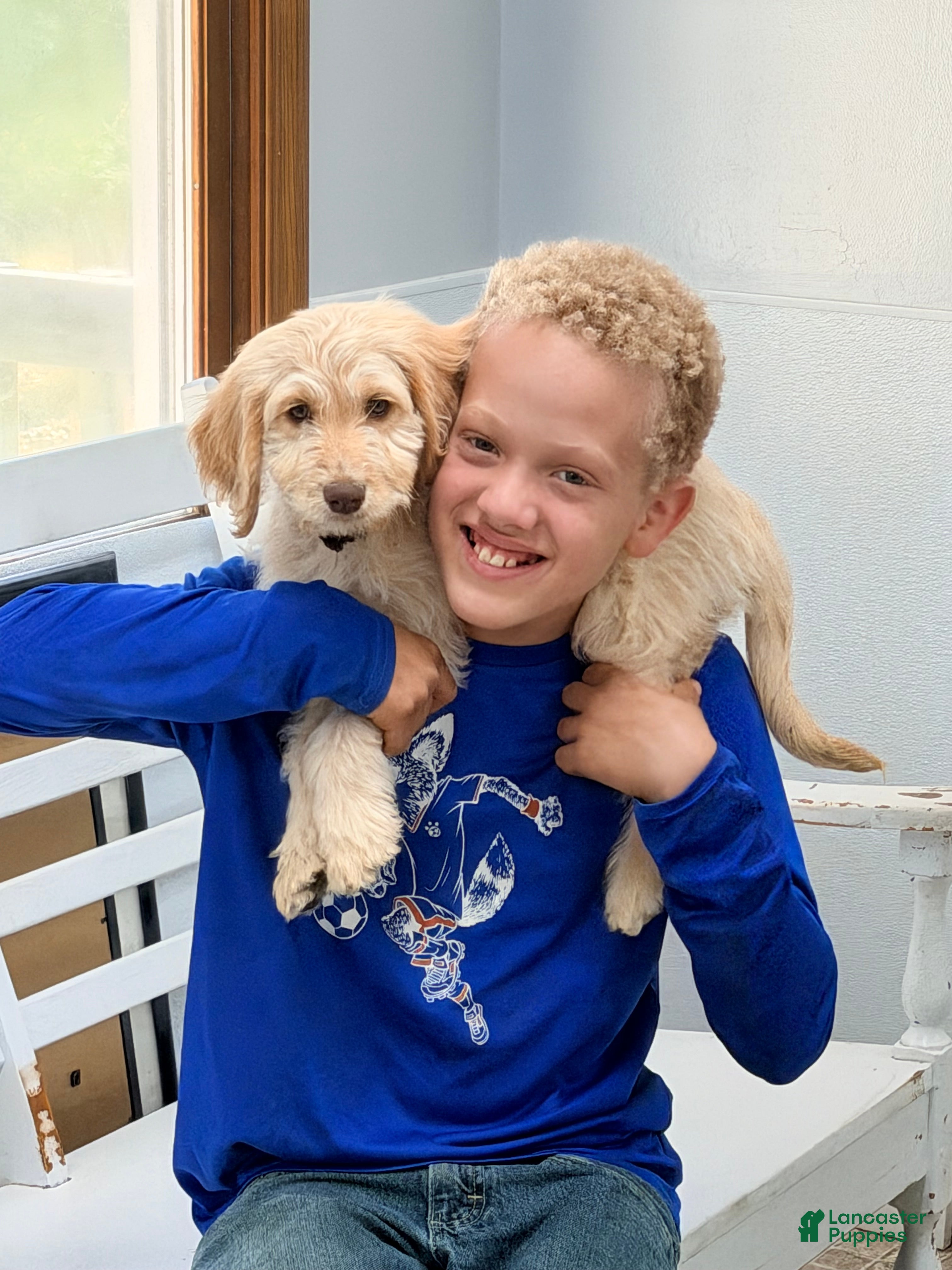 Goldendoodle dogs for sale: Peanut  - Ad 2