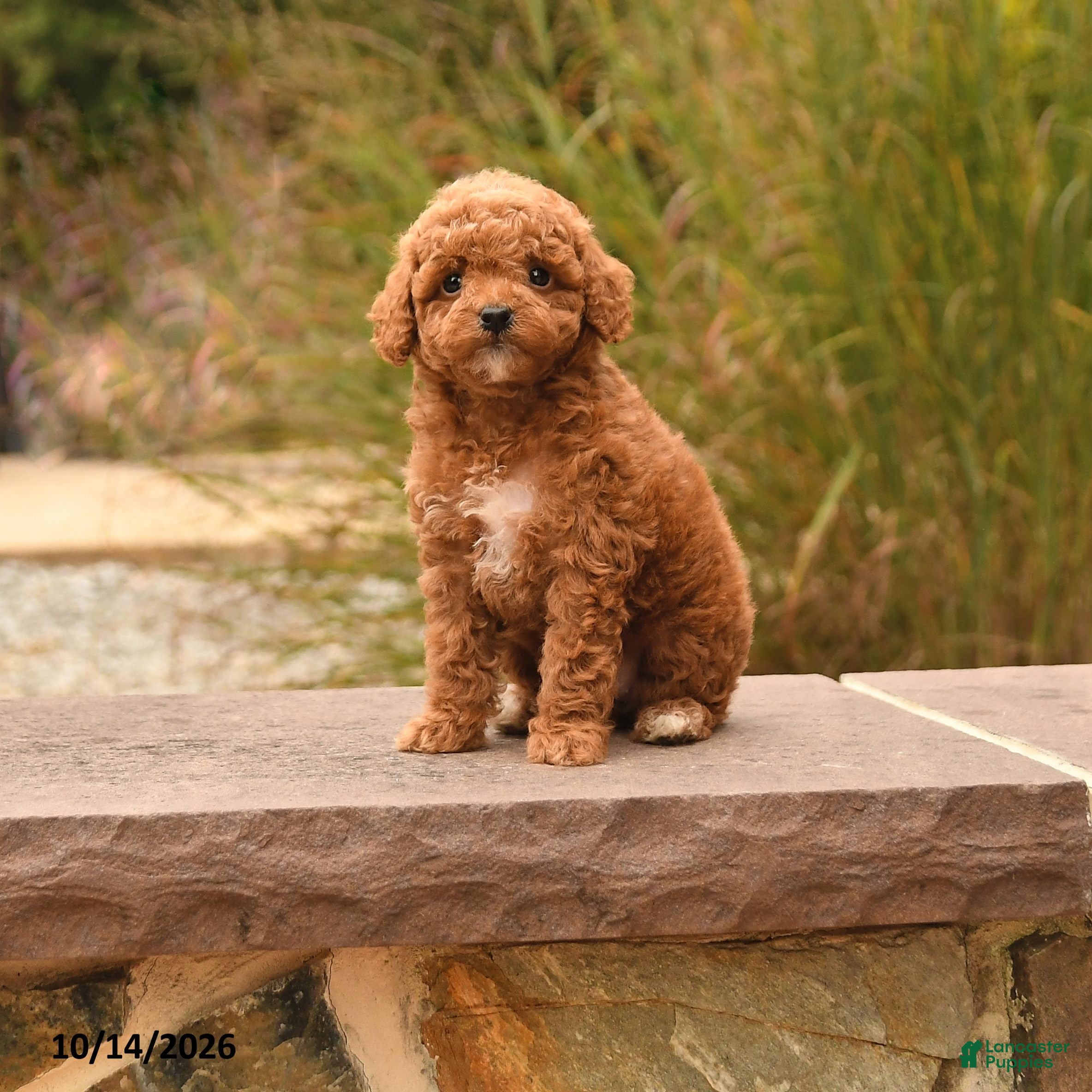 Toy Poodle dogs for sale: Sugar - Ad 1