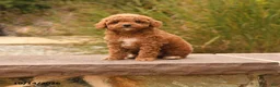 Toy Poodle dogs for sale: Sugar - Ad 1