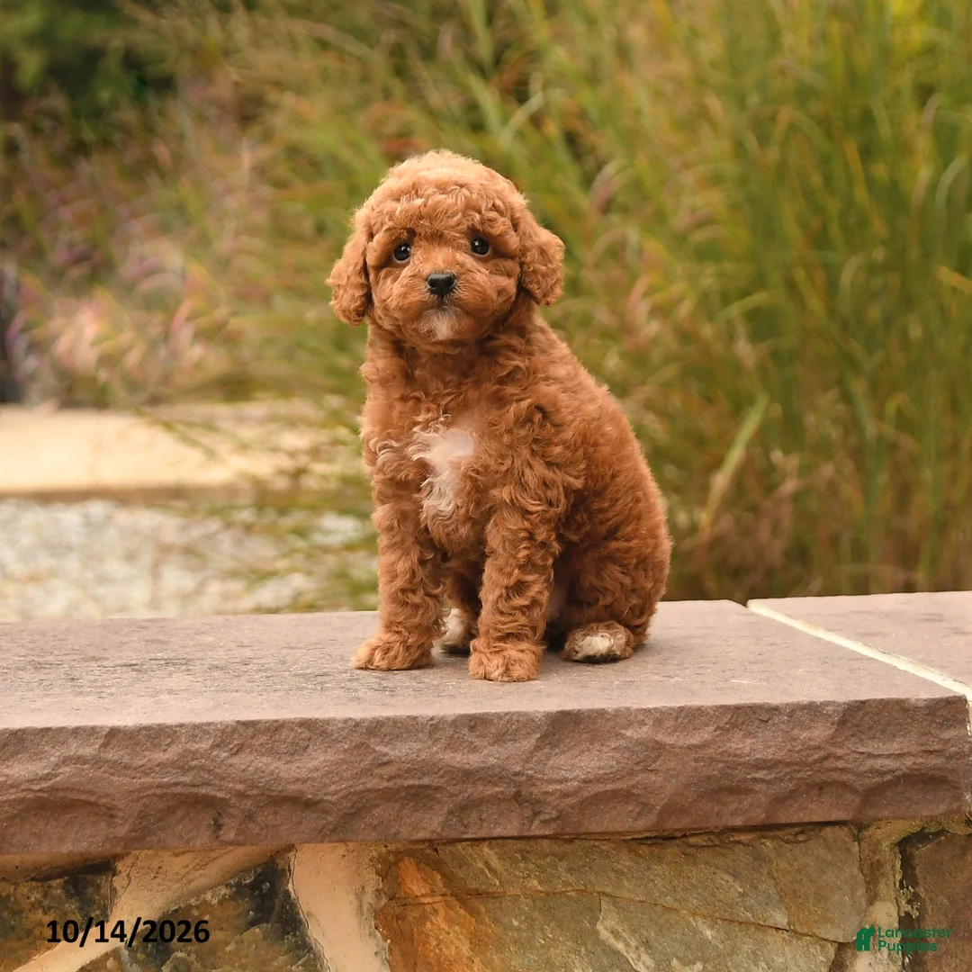 Toy Poodle dogs for sale: Sugar - Ad 1