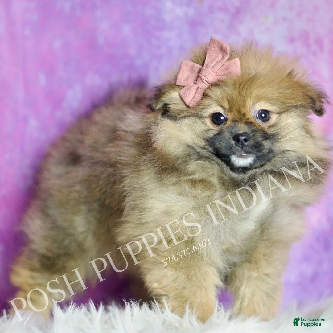 Pomeranian dogs for sale: Harmony - Ad 4