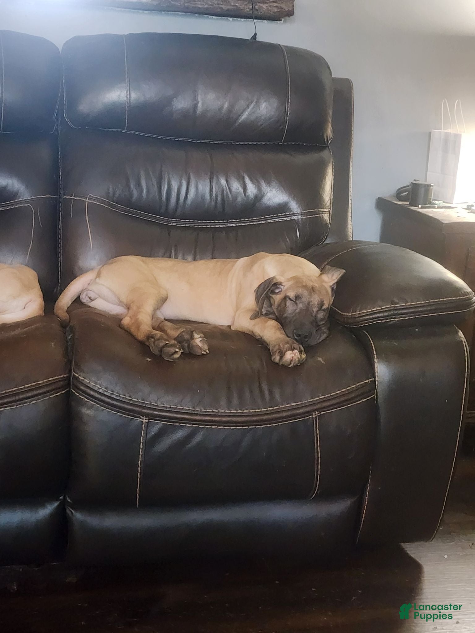 Great Dane dogs Great Dane 1 - Ad 32