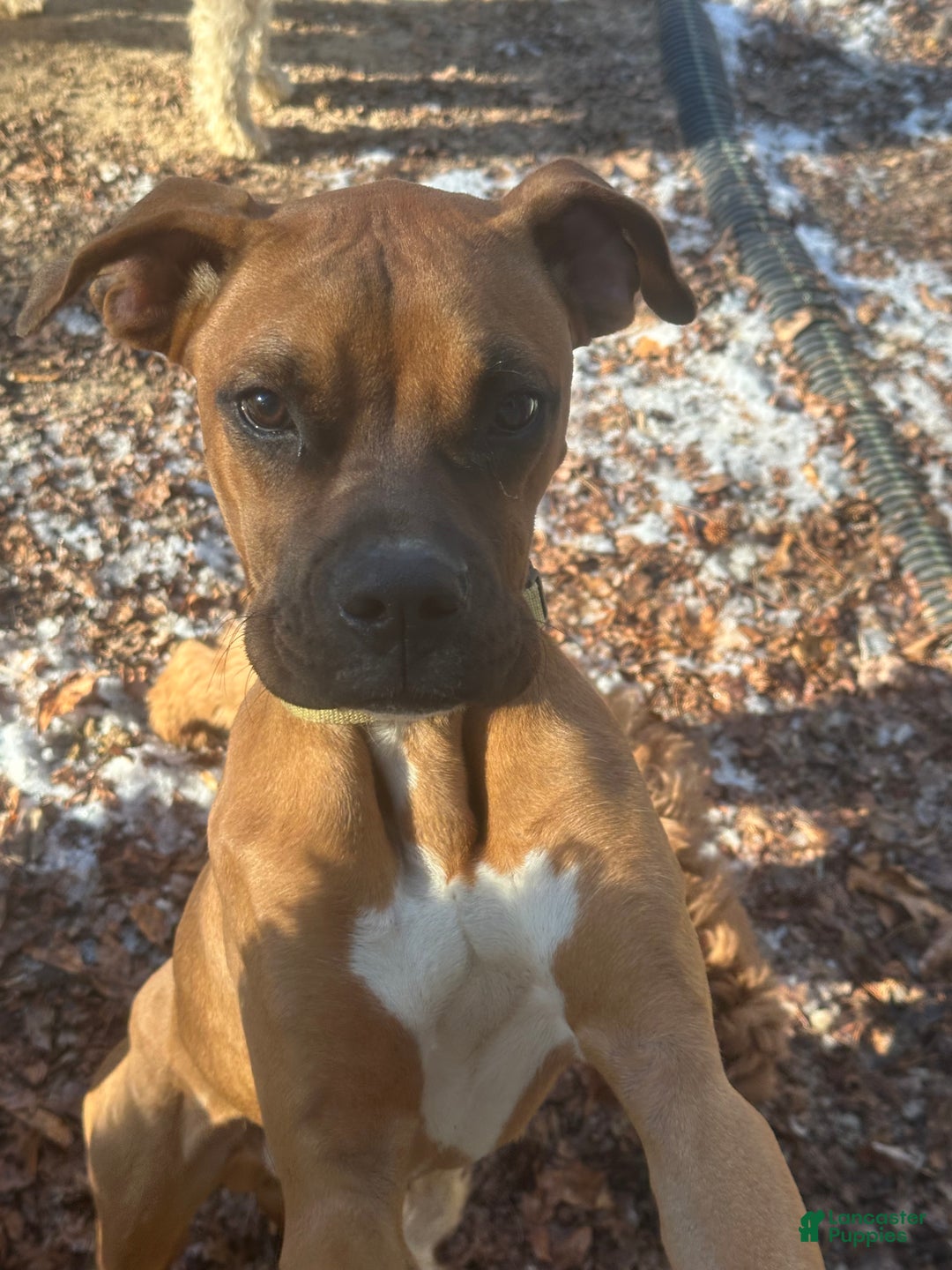 Boxer dogs for sale: Jax - Ad 2