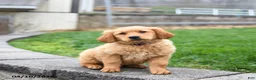 Golden Retriever dogs for sale: Milo - Ad 3