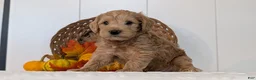 Schnoodle dogs for sale: Roscoe - Ad 5