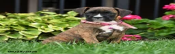 Boxer dogs for sale: Hunter - Ad 5