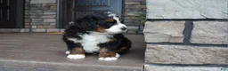 Mini Bernedoodle dogs for sale: Jett - Ad 7