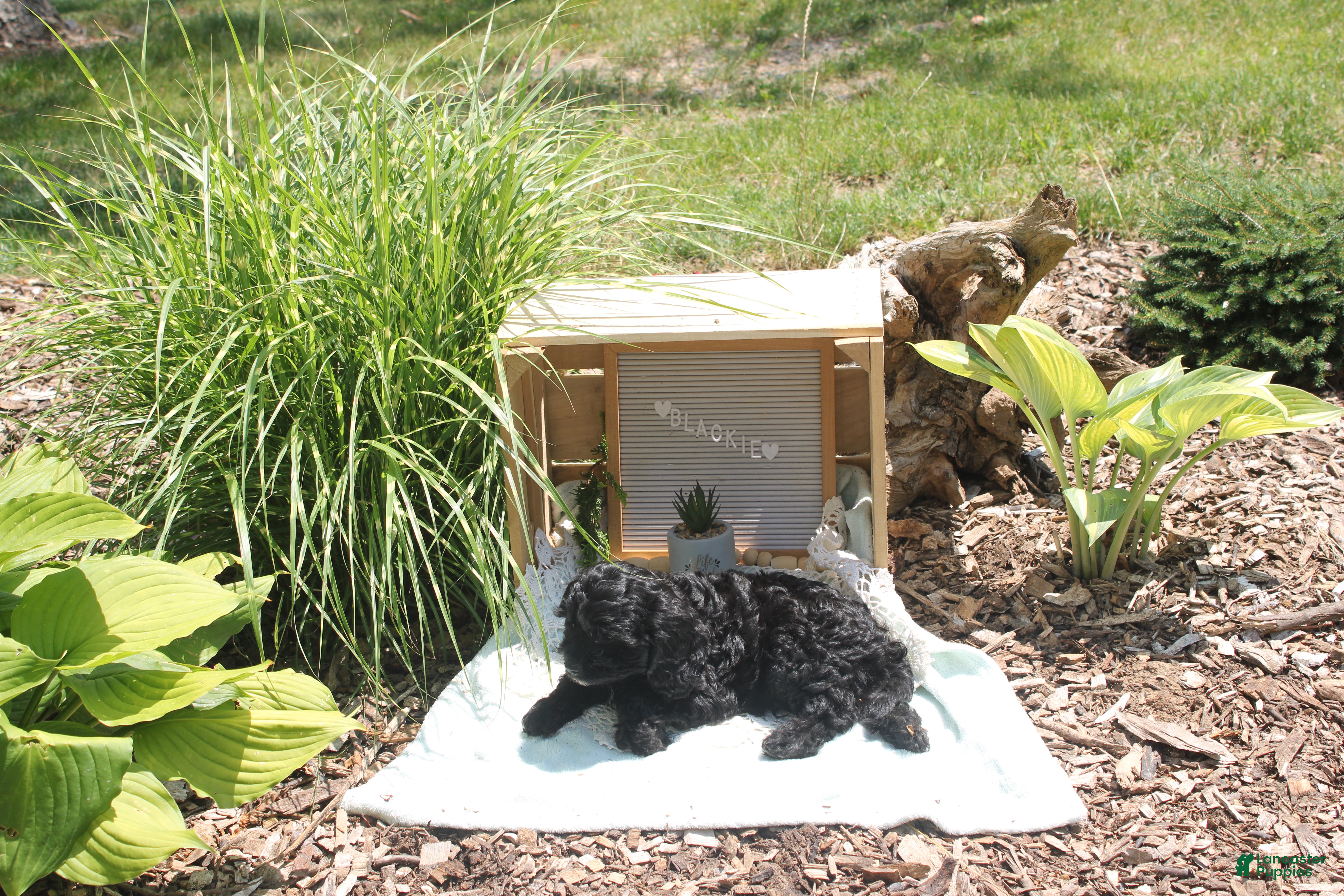 Cavapoo dogs Blackie - Ad 2