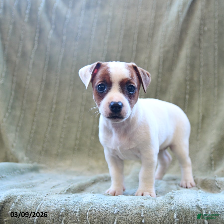Jack Russell Terrier dogs Willow - Ad 2