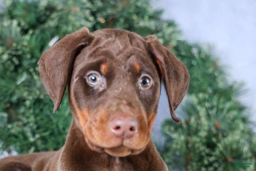 Doberman Pinscher dogs for sale: TRIXIE - Ad 10