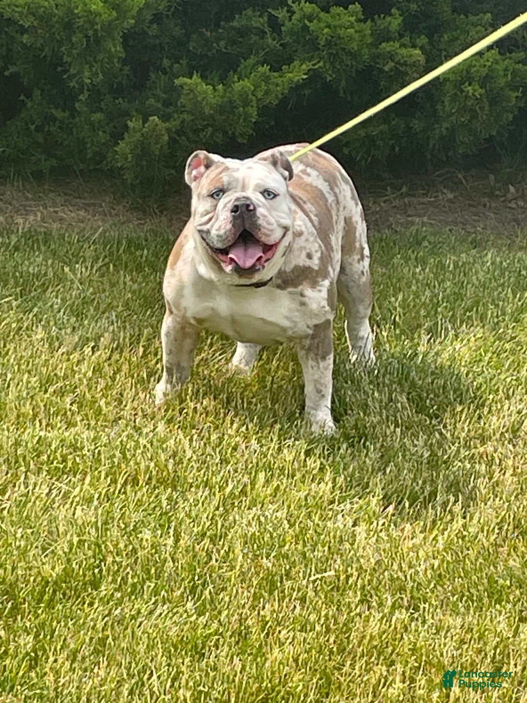 Gallery Image {{count}}