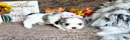 Malshi dogs for sale: Princess Aurora - Ad 7