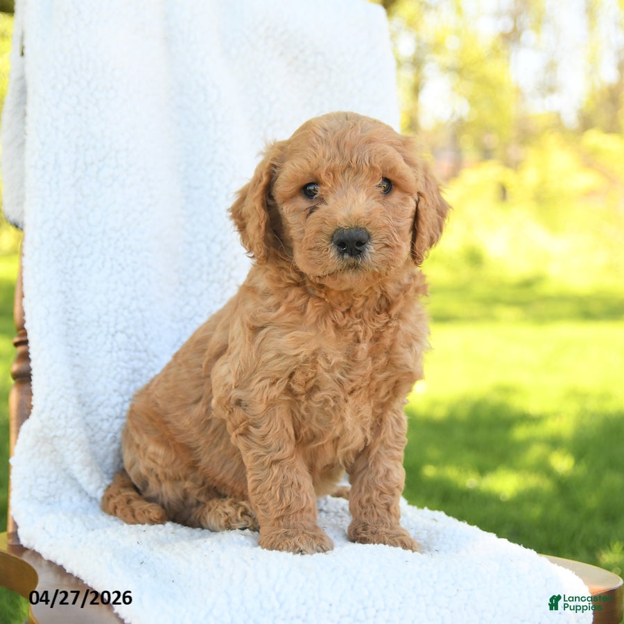 Goldendoodle dogs Clay - Ad 2