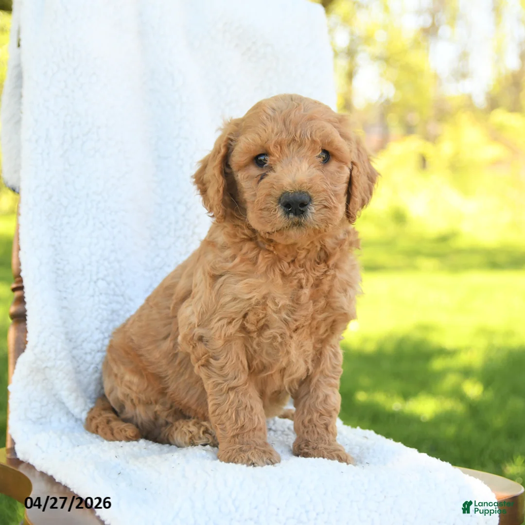 Goldendoodle dogs for sale: Clay - Ad 2