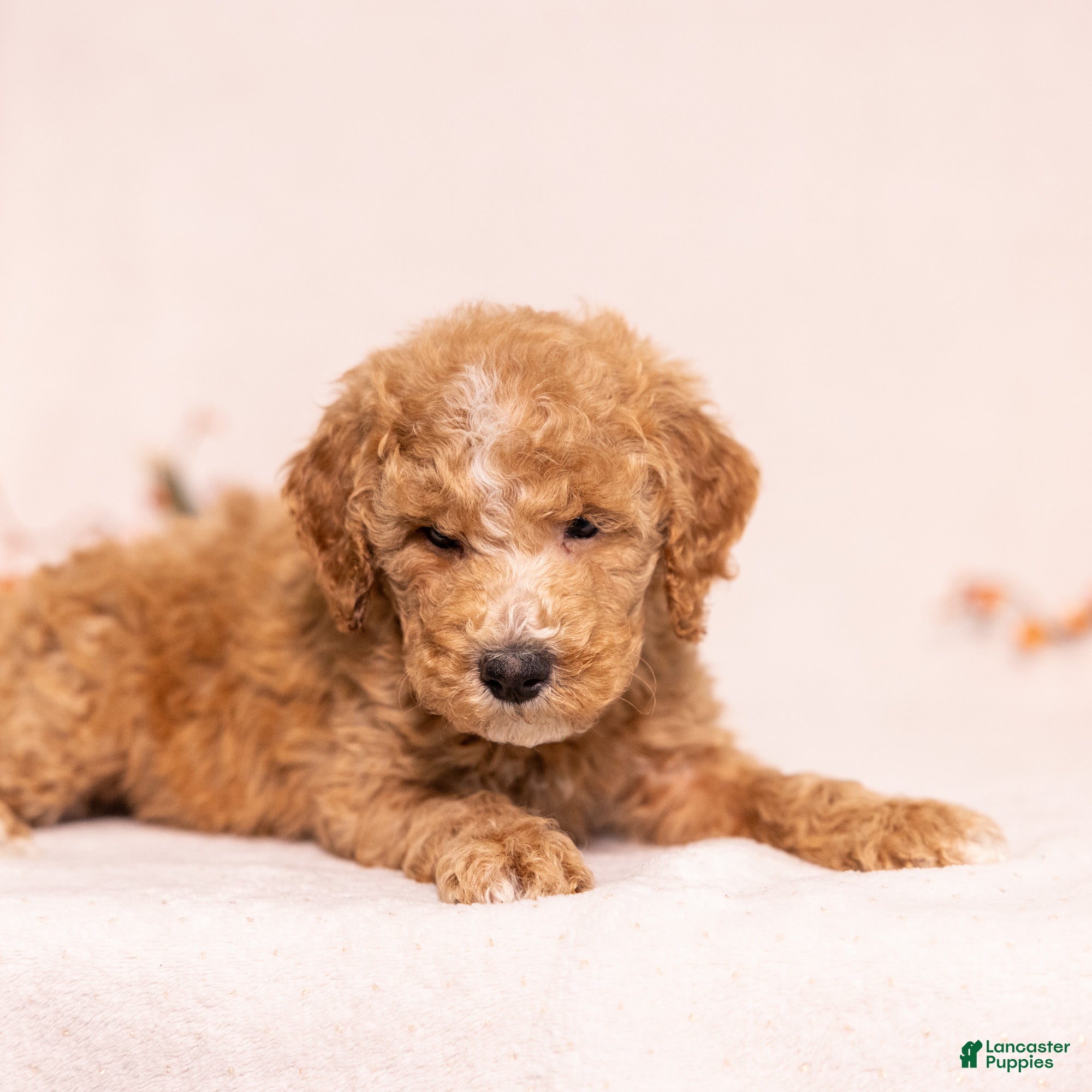 Miniature Poodle dogs for sale: Optimus Prime - Ad 2