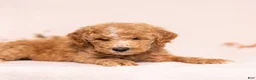 Miniature Poodle dogs for sale: Optimus Prime - Ad 2