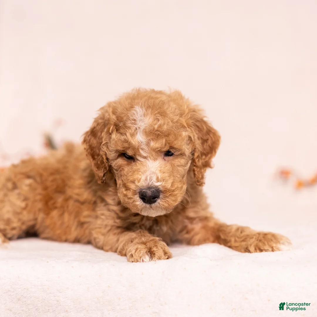 Miniature Poodle dogs for sale: Optimus Prime - Ad 2