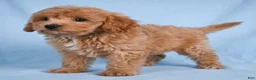 Cavapoo dogs for sale: LILLY - Ad 4