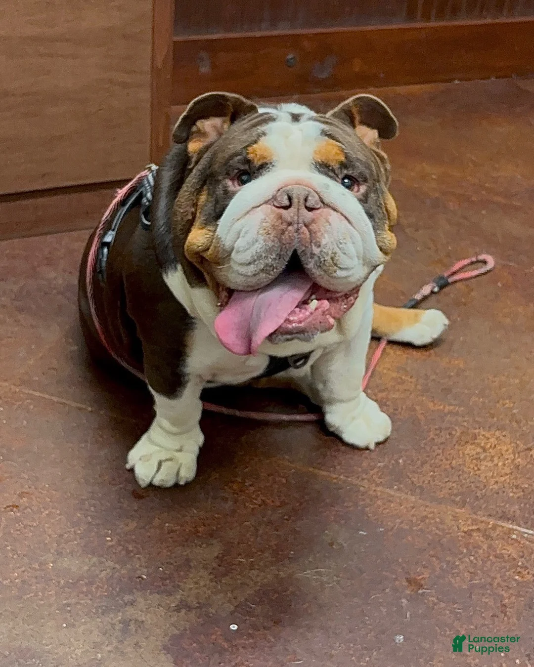 English Bulldog dogs for stud: Rolo Stud available  - Ad 2