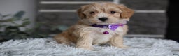 Maltipoo dogs for sale: Evie - Ad 6