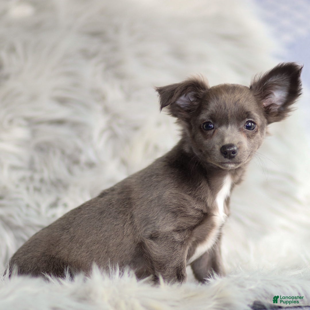Chihuahua dogs for sale: Penny - Ad 3